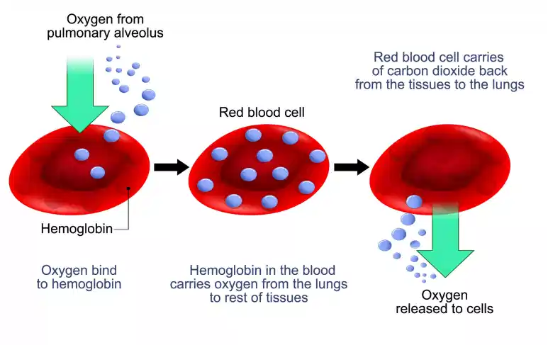 Iron deficiency anemia